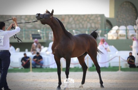 النتائج النهائية لبطولة مكة المكرمة للخيول العربية الأصيلة 2022