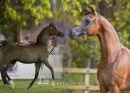 ثنائية ذهبية لخيول مربط السيد في ختام بطولة مكة المكرمة للخيول العربية 2022