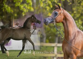 ثنائية ذهبية لخيول مربط السيد في ختام بطولة مكة المكرمة للخيول العربية 2022