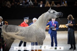 صور مقتطفة لليوم الأول من بطولة العالم باريس ٢٠٢٢ للخيل العربية الأصيلة