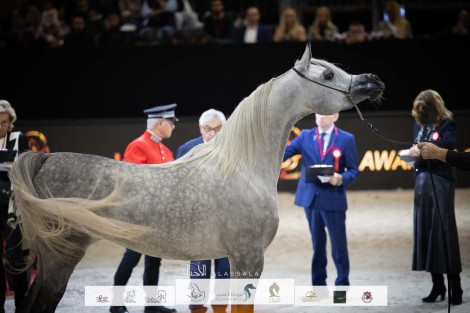 صور مقتطفة لليوم الأول من بطولة العالم باريس ٢٠٢٢ للخيل العربية الأصيلة