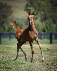 المهر “برشا” للمحمدية يحقق ذهبية فئة الامهار في اريزونا الامريكية