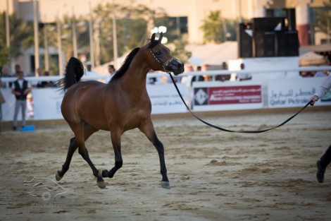 بالصور نتائج اليوم الثاني لبطولة قطر الدولية الـ٢٢ لجمال الخيل العربية