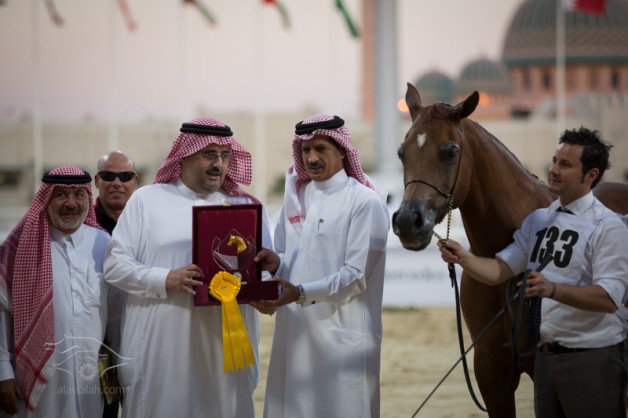 الشقب يواصل التحدي بالبطولة الدولية لجمال الخيل