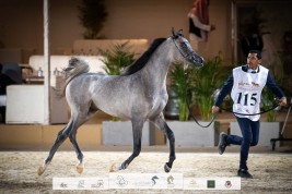 بالصور: النتائج النهائية لبطولة كأس المربين السعوديين 2022