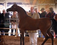 المهرة «بيلا فيتوريو» لمربط عجمان تفوز ببطولة سكوتسديل لجمال الخيول بأميركا