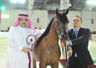 الإنتاج السعودي يحقق ستة ميداليات في بطولة الشيخ سلطان بن زايد ال نهيان لجمال الخيل العربية