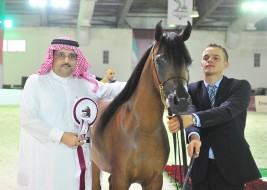 الإنتاج السعودي يحقق ستة ميداليات في بطولة الشيخ سلطان بن زايد ال نهيان لجمال الخيل العربية