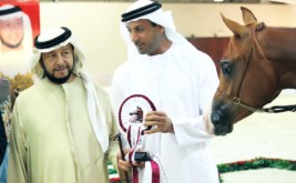 مربط دبي يؤكد مكانته بين منتجي الخيول العربية الأصيلة في بوذيب