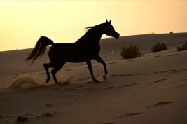 مهرجان الكويت الثاني لجمال الخيل العربية ينطلق غدا بمشاركة واسعة