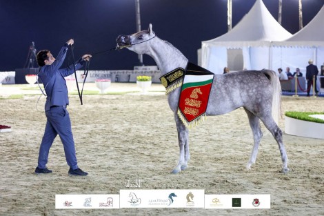 النتائج النهائية وصور لمهرجان الشارقة كلباء الرابع للجواد العربي 2022