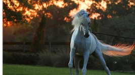 ٤٢٢ جواداً تتنافس في بطولة الكويت الدولية للجمال وجميع الحكام بالتصنيف A