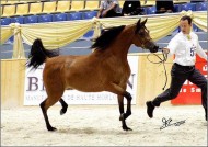 260 جواداً من نخبة الخيل العربية تبدأ المنافسة على ذهب بطولة الشارقة الدولية غداً