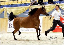 260 جواداً من نخبة الخيل العربية تبدأ المنافسة على ذهب بطولة الشارقة الدولية غداً