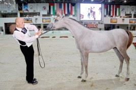 بالنظام الإلكتروني للتحكيم تنطلق اليوم بطولة «الشارقة للجواد العربي»