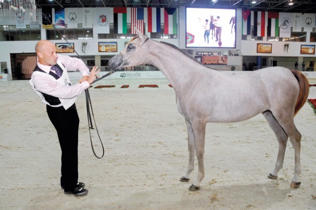 بالنظام الإلكتروني للتحكيم تنطلق اليوم بطولة «الشارقة للجواد العربي»