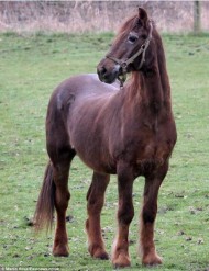 نفوق أكبر “الخيول” سناً في العالم بعد تجاوز الـ ٥٠