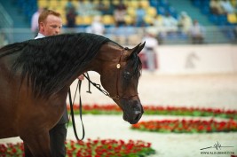 «فخر وليان الخالدية» و «اسكوت» عذبه و أمهر ومهرات المعود إلى ذهب «جمال الشارقة»