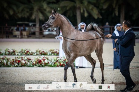 صور مقتطفة من اليوم الأول لبطولة عجمان 2023 للخيول العربية