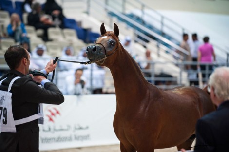 صور متفرقة من اليوم الثاني من بطولة الشارقة الدولية ٢٠١٣ عدسة المبدع فهد الدبيخي