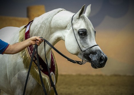النتائج النهائية لبطولة الدوحة الدولية الثانية للخيل العربية الأصيلة