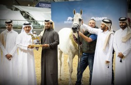 إل أيه صلالة تهدي مربط الوجبة ذهبية الأفراس في بطولة الدوحة الدولية للخيل العربية