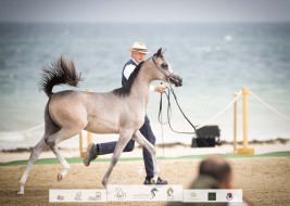 نتائج اليوم الأول لبطولة الظفرة للخيل العربية الأصيلة 2023