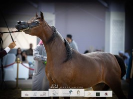 نتائج اليوم الثاني لبطولة الظفرة للخيل العربية الأصيلة 2023