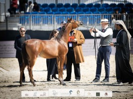 نتائج اليوم الرابع لبطولة الظفرة للخيل العربية الأصيلة 