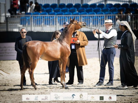 نتائج اليوم الرابع لبطولة الظفرة للخيل العربية الأصيلة