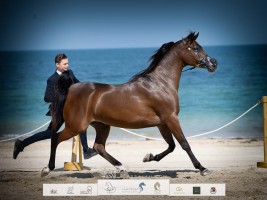 صور مقتطفة من اليوم الثالث لبطولة الظفرة للخيل العربية الأصيلة 2023 | عدسة  صالح العقيل