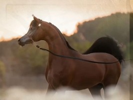 خيول مربط الزبير تتألق بثلاثية في بطولة الرباطية الدولية لعروض الخيل العربية