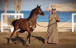 ذهبية وفضية لخيول مربط مضر في بطولة الرباطية الدولية لعروض الخيل العربية