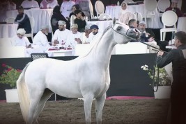 ذهبيتان لمربط عجمان في بطولة الرباطية الدولية لعروض الخيل العربية
