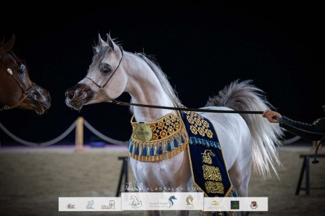 النتائج النهائية بالصور لبطولة الظفرة 2023 للخيل العربية