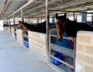 في البحرين: سنلجأ للقضاء للمطالبة بتعويضنا عن إعدام خيولنا المصابة بـ «الرُعام»