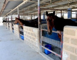 في البحرين: سنلجأ للقضاء للمطالبة بتعويضنا عن إعدام خيولنا المصابة بـ «الرُعام»