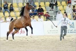 «المزيونة» و«شهم الفياض» الأفضل في الكويت