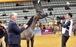مركز ندرة للتدريب يحقق ميداليتان ذهبية وميدالية برونزية في بطولة الدوحة الدولية