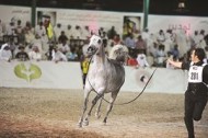 «نوف اللآلئ» تفوز بالمركز الأول في جمال الخيل العربية