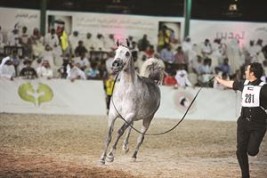 «نوف اللآلئ» تفوز بالمركز الأول في جمال الخيل العربية