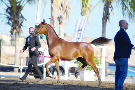 اشادة واسعه على تنظيم النسخة الأولى من الرباطية الدولية لجمال الخيل العربية  في عمان