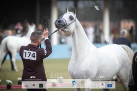 مهرجان الأمير سلطان العالمي 2023 يضيف لقب البلاتنيوم للأفحل والأفراس وينطلق غداً الخميس- برنامج البطولة