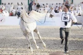 «الخيول المصرية» أشعلت المهرجان الدولي للجواد العربي