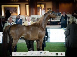 صور مقتطفة من اليوم الأول من بطولة الأمير سلطان بن عبدالعزيز العالمية للجواد العربي ٢٠٢٣