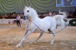بمشاركة 200 عارض معرض دبي الدولي للخيل 2013 ينطلق الخميس