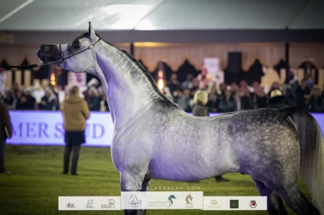 صور مقتطفة من اليوم الثاني من بطولة الأمير سلطان بن عبدالعزيز العالمية للجواد العربي ٢٠٢٣