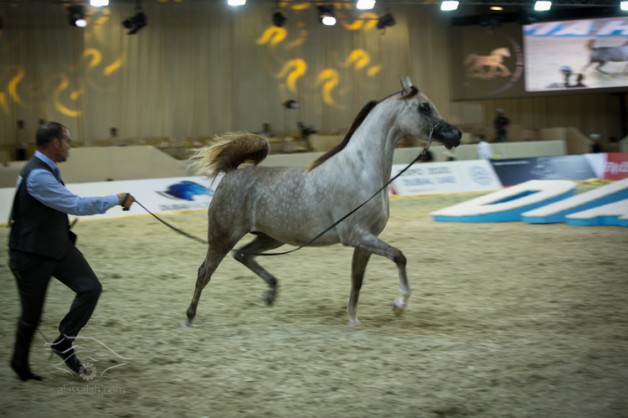 حمدان بن راشد يفتتح الدورة العاشرة لبطولة دبي الدولية للجواد العربي والتاسعة لمعرض دبي للخيل