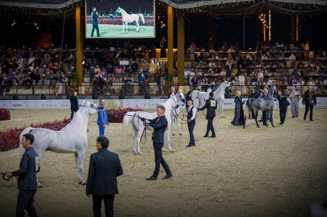 النتائج النهائية لبطولة الخيول الجزيرية بمهرجان كتارا 2023