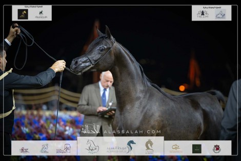 بالصور نتائج اليوم الأول لبطولة كتارا الدولية “تايتل شو” 2023 لعروض الخيل العربية